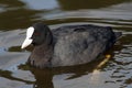 Eurasian Coot Royalty Free Stock Photo