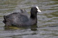 Eurasian coot Royalty Free Stock Photo