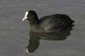 An eurasian coot Royalty Free Stock Photo