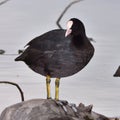 Eurasian coot bird