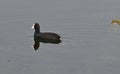 An Eurasian Coot Bird Royalty Free Stock Photo