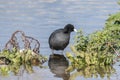 Eurasian coot bird standing at the lakeshore looking for food by green water plants on a sunny day Royalty Free Stock Photo