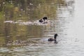 Eurasian Coot, black duck, Common coot Fulica atra