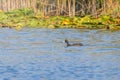 Eurasian Coot, black duck, Common coot Fulica atra