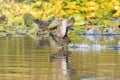 Eurasian Coot, black duck, Common coot Fulica atra