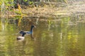 Eurasian Coot, black duck, Common coot Fulica atra