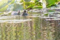 Eurasian Coot, black duck, Common coot Fulica atra