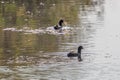 Eurasian Coot, black duck, Common coot Fulica atra