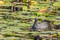 Eurasian Coot, black duck, Common coot Fulica atra