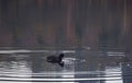 Eurasian coot centered in rings on water on a calm lake.