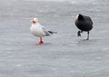 Eurasian coot chases on the ice a seagull with bread Royalty Free Stock Photo