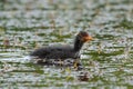 Eurasian Coot Chick Growing Up Royalty Free Stock Photo
