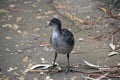 The eurasian  coot chick is walking along the path Royalty Free Stock Photo