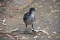 The eurasian  coot chick is walking along the path Royalty Free Stock Photo