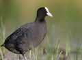 Eurasian coot closeup and detailed portrait in soft morning light Royalty Free Stock Photo