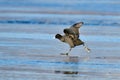 Eurasian coot in a cold winter Royalty Free Stock Photo