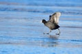 Eurasian coot in a cold winter Royalty Free Stock Photo