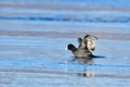 Eurasian coot in a cold winter Royalty Free Stock Photo