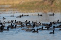 Eurasian coot or common coot or Australian coot or Fulica atra flock or group floating in blue water during winter migration