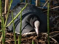 The Eurasian coot or common coot (Fulica atra) with black body, a glossy black head and a white bill