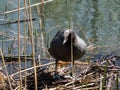 The Eurasian coot or common coot (Fulica atra) with slaty-black body, a glossy black head and a white bill