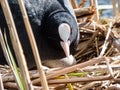 The Eurasian coot or common coot (Fulica atra) with slaty-black body, a glossy black head and a white bill