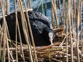 The Eurasian coot or common coot (Fulica atra) with slaty-black body, a glossy black head and a white bill