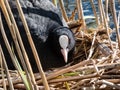 The Eurasian or common coot (Fulica atra) with black body, a glossy black head and a white bill with a white frontal