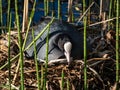The Eurasian coot or common coot (Fulica atra) with slaty-black body, a glossy black head and a white bill