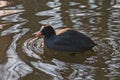 eurasian coot swimming in the lake - Eurasian coot Royalty Free Stock Photo