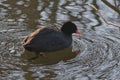 eurasian coot swimming in the lake - Eurasian coot