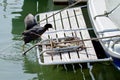 Eurasian coot duck (fulica atra) climbing to nest