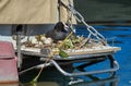 Eurasian coot duck (fulica atra) female and nest