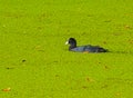 Eurasian coot duck in a pond