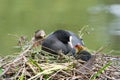 Eurasian coot with duckling