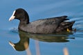 Eurasian Coot Royalty Free Stock Photo