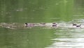 Eurasian coot family