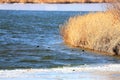 Eurasian Coot feeding on Silent lake, BeiTong Fort.