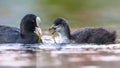 Eurasian coot feeding young Royalty Free Stock Photo