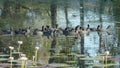 eurasian coot flock feeding at marlgu billabong