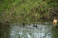 An eurasian coot with four baby coots in a dead river branch swimming around in stagnant water with plants