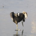 Eurasian Coot - Fulica Atra Royalty Free Stock Photo