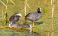 Eurasian coot  Fulica atra. Adult bird screaming chicks asleep sitting on the stems of reeds on a pond Royalty Free Stock Photo