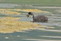 Fulica atra - Eurasian coot