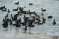 .The Eurasian coot (Fulica atra), also known as the common or Australian coot. Waterfowl bird with glossy black head