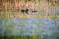 The Eurasian coot Fulica atra with chick Royalty Free Stock Photo