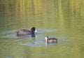 Eurasian coot Fulica atra, also known as the common coot with a young ducling chick swimming in the water of clear lake Royalty Free Stock Photo