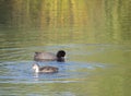 Eurasian coot Fulica atra, also known as the common coot with a young ducling chick swimming in the water of clear lake Royalty Free Stock Photo