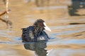 Eurasian Coot Fulica atra