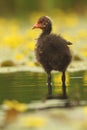 The Eurasian coot Fulica atra, also known as coot, young on the lakeshore. Shabby coot chicken stands in shallow water between Royalty Free Stock Photo